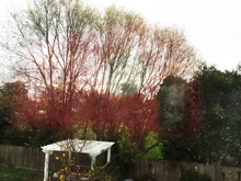 View from the bedroom window