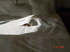 Allie has found a warm place where she thinks we won't find her.