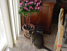 Allie trying to figure out hwo she can get those gnomes.