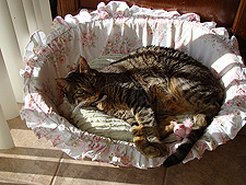 Allie takes a nap in the sun.