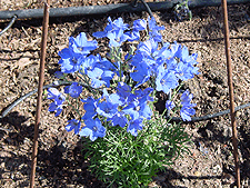 Pretty blue Delphinium.