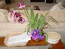 Pretty orchids Dave sent Heidi on her birthday.