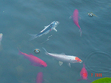 A couple of the new koi with some big goldfish.