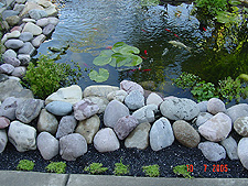 Starting to plant ground cover.