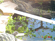 2 Bullfrogs sitting in the plant.