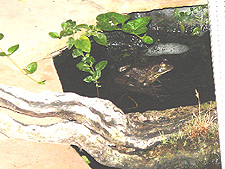 One of our bullfrogs in the pond at night.