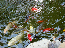 Hungry turtle and fish...