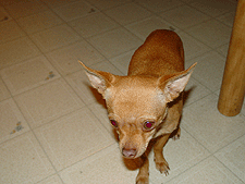 Where's my Taco Bell!