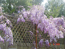 Wisteria