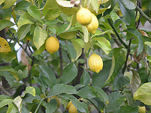 lemon tree