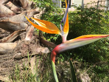 Bird of Paradise