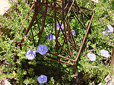 Small variety of Morning Glory