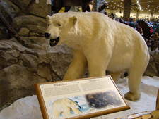 Cabela's