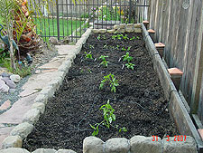 New vegetable garden