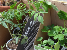 Some of our new vegetables.