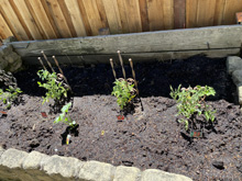 vegetablegarden_24/garden