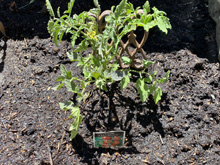 vegetablegarden_24/garden