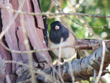 Birds in the backyard