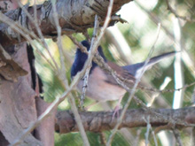 Birds in the backyard
