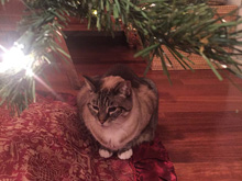 Christmas Decorations